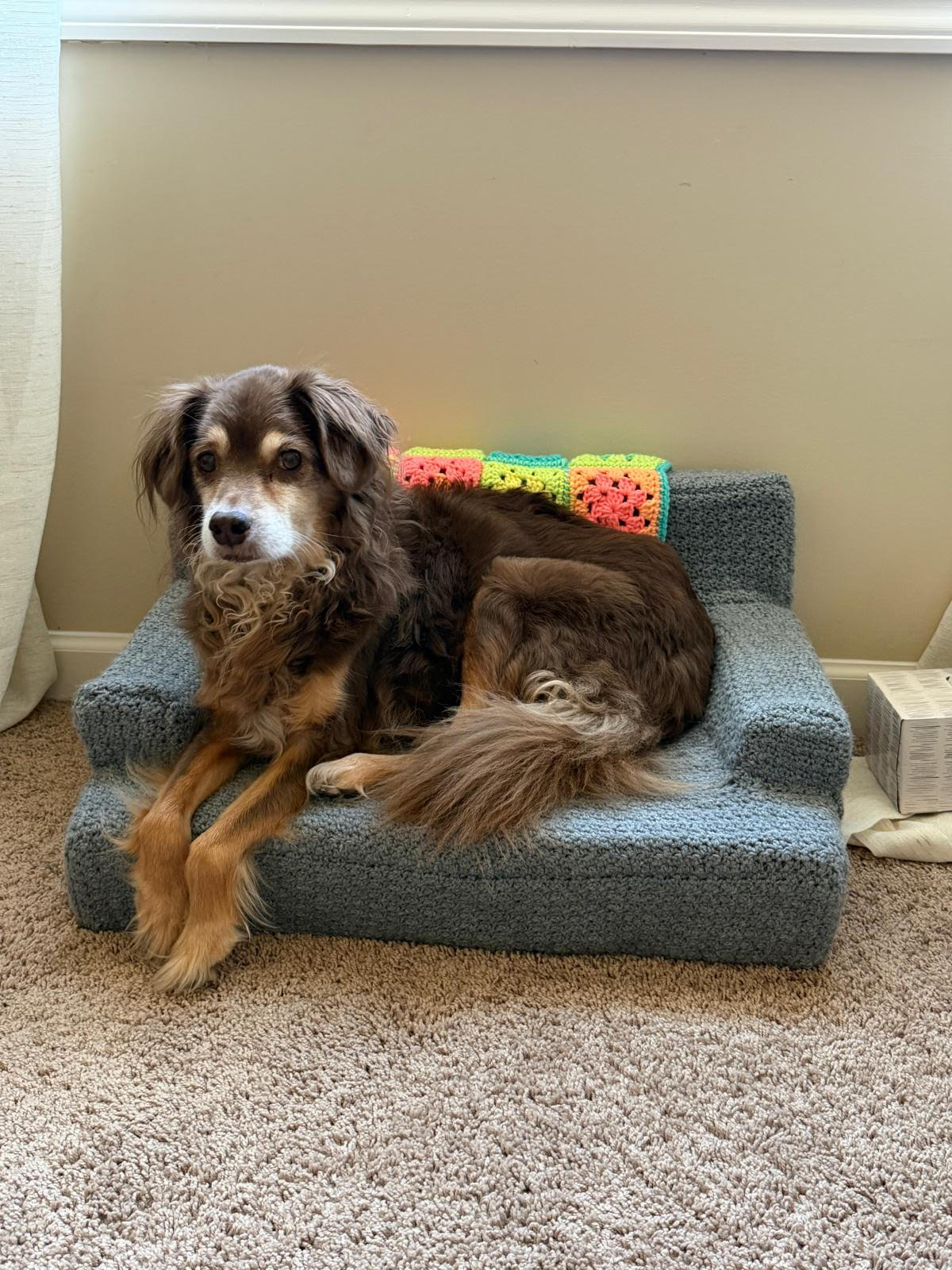 Dog Couch